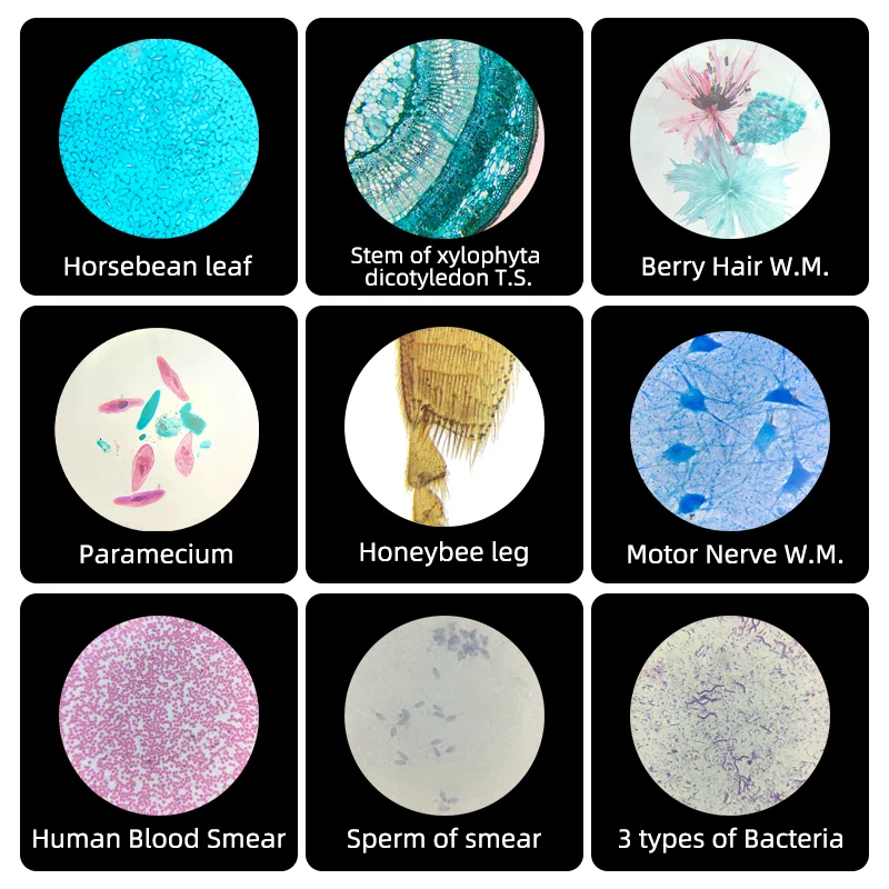 Biology Medical Science High Quality Middle School Teaching Plant And