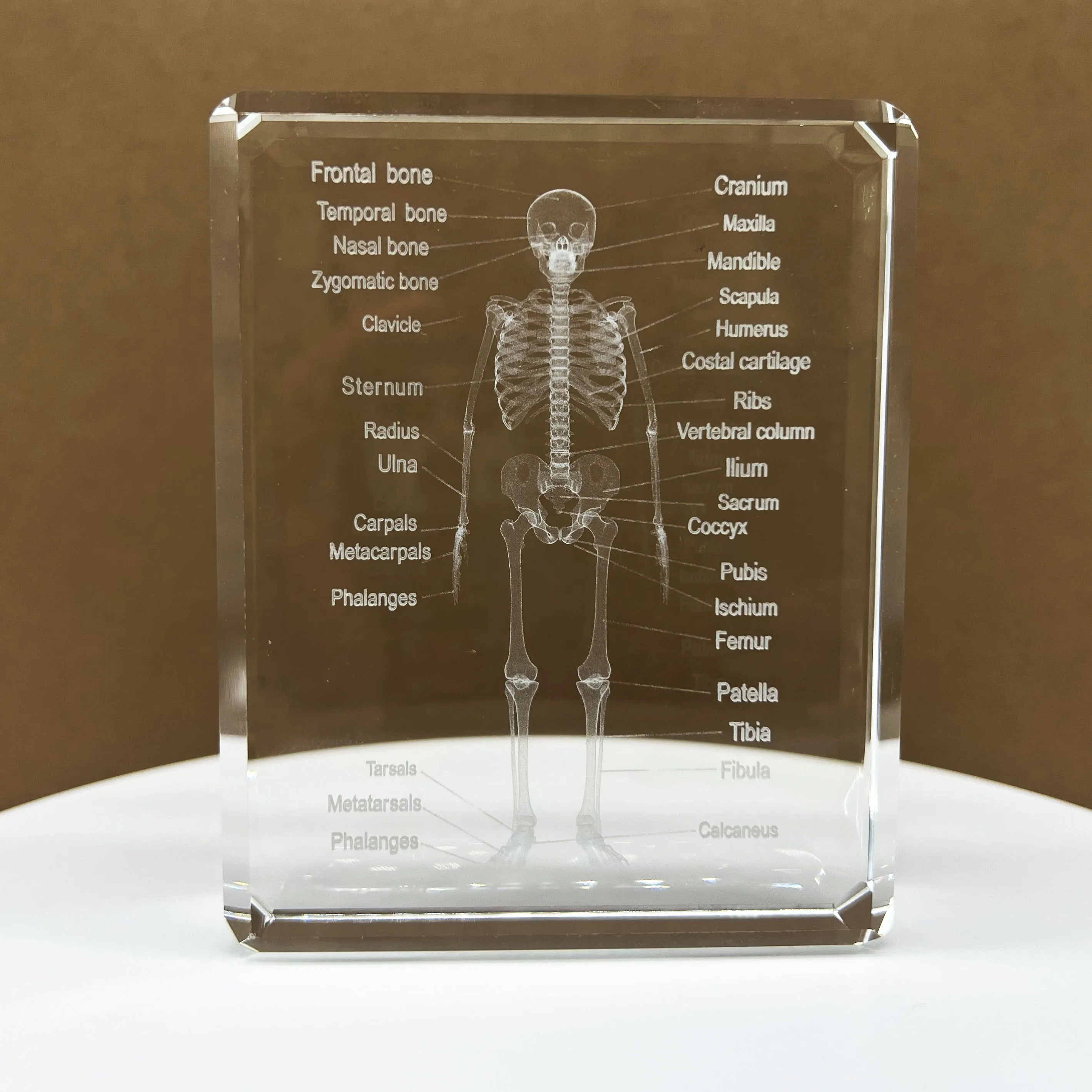 China 3D Laser Human Skeleton Anatomical Model Engraved Crystal - View #2