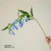 Mimosa azul