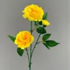 3 Ranunculus