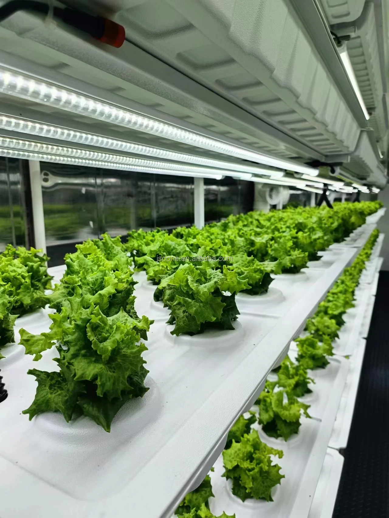 Factory Smart Farm Container Greenhouse Growing Shipping Container Farm Mushroom Grow Room