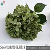 Hortensia copo de nieve de 5 cabezas WY verde