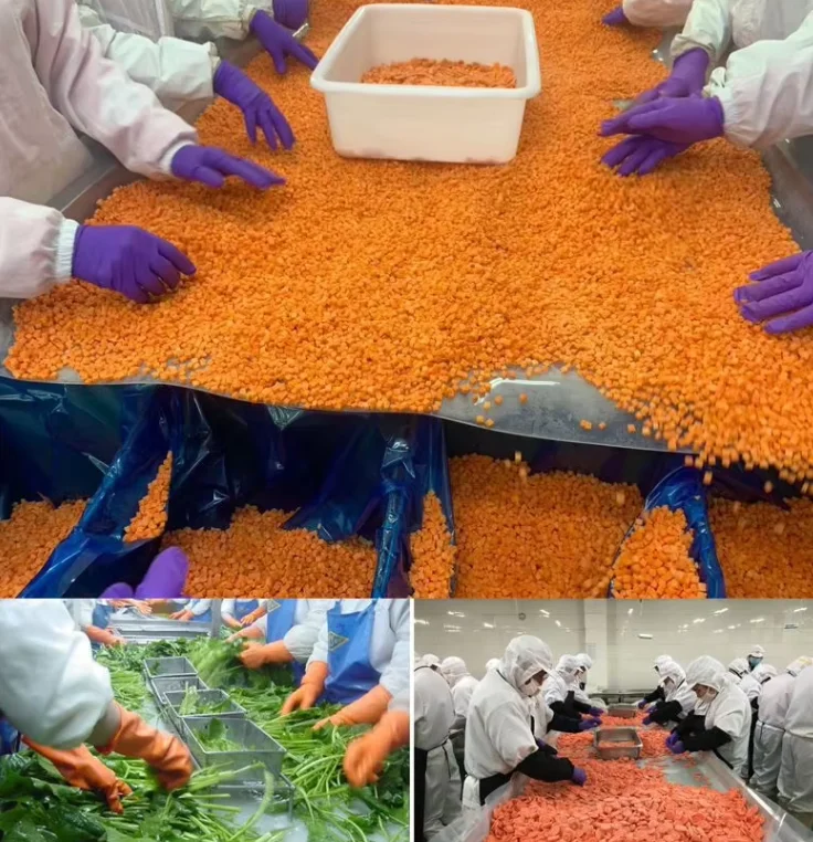 Freeze Dried Carrot Dices Wholesale Bulk - Natural & No Additives Hda934e29de624b0d9a6e5f4a5c555e6c0