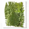 Green 01, 35pcs/pack