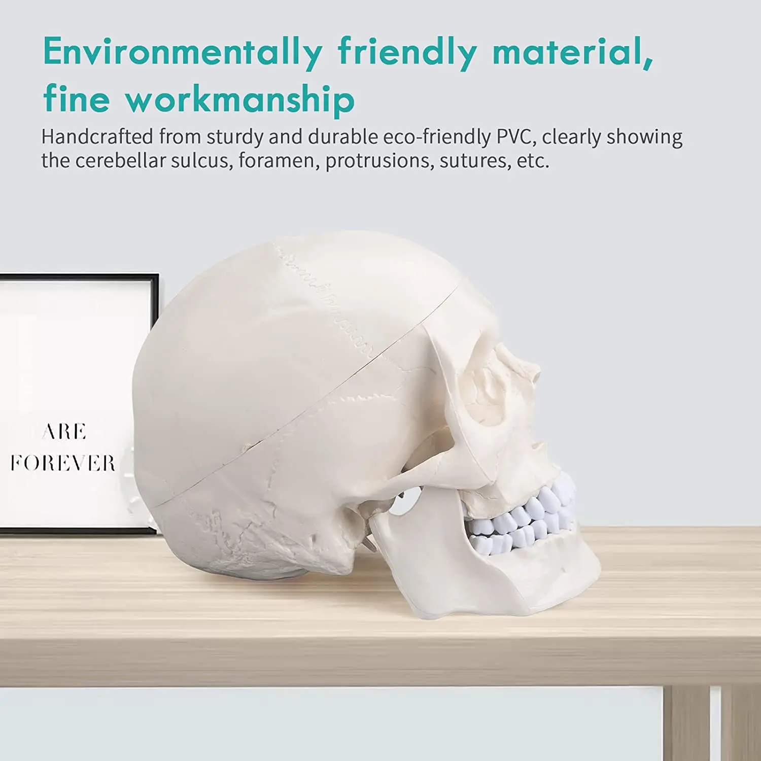 Adult Skull Anatomical Model Life Size Human Skull Model 3 Parts Lab