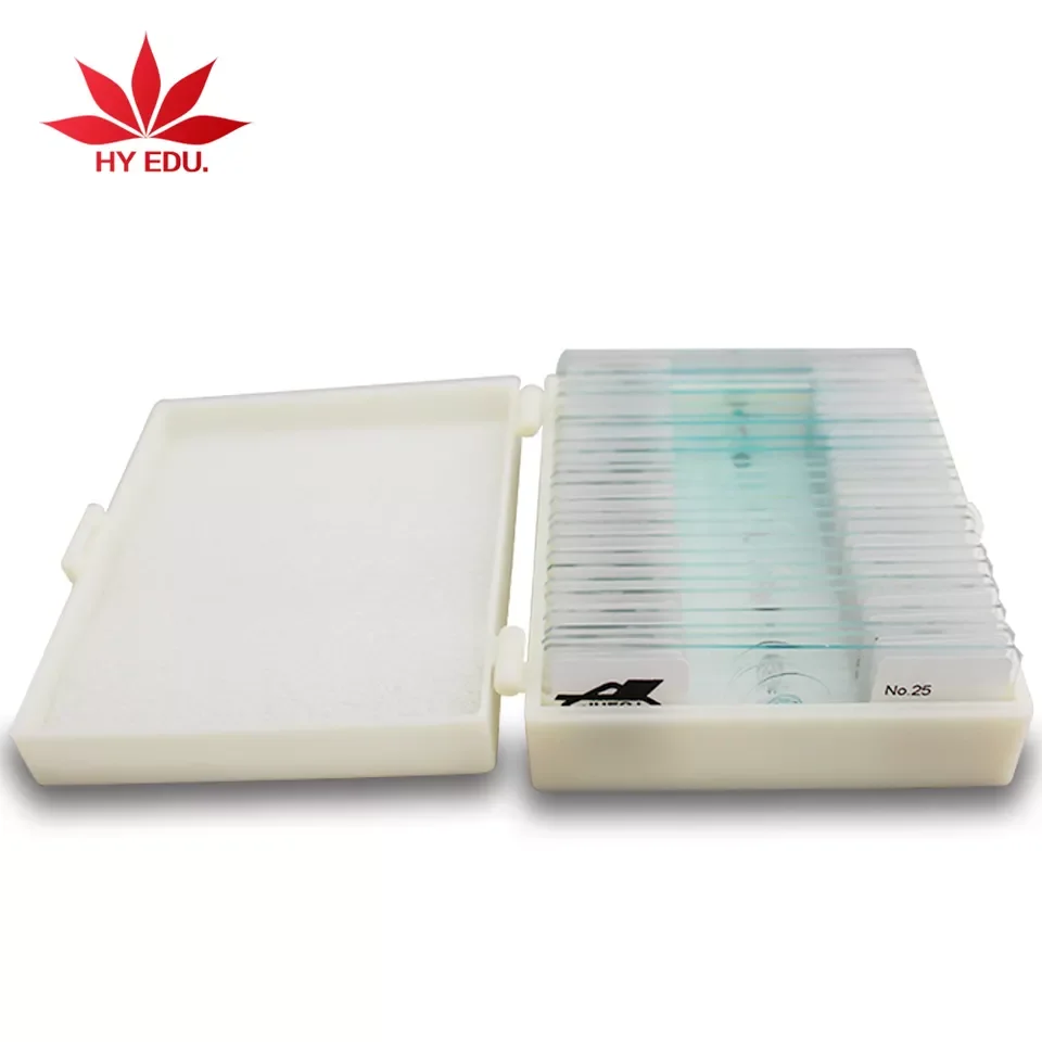 Camomila verdadeira (Matricaria chamomilla), modelo | 1000533 | T21023 |  Plantas dicotiledôneas | 3B Scientific, image size:960x960