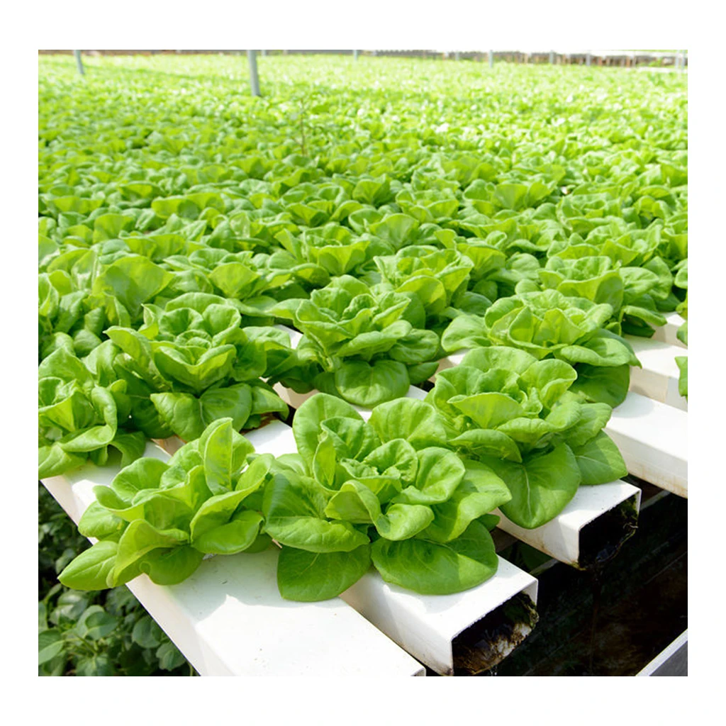 System for Nft Growing Systems Pvc Pipe Hydroponic Planting Gutter for Growing Vegetables Plastic Grow Trough