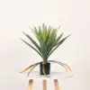 Agave cola de fénix 50cm