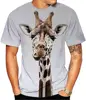 Jirafa