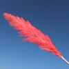 Pink 01