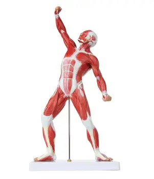 GelsonLab HSBM-152 Human Muscle Figure 50cm Mini Muscular System Model has Superficial Muscle Anatomy and Structure of body