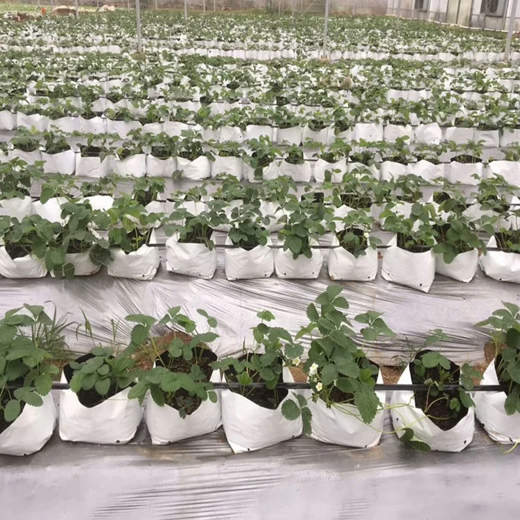 Plastic Grow Bags For Plants,Blackandwhite Pe Material For Potting Up Seedlings And Rooting