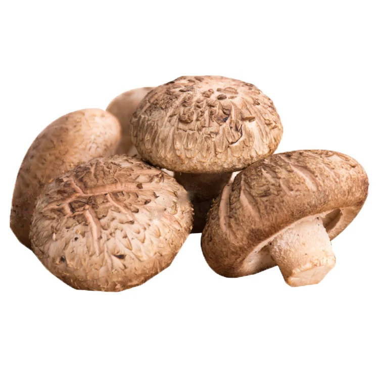 Factory Supplying Wholesale Fresh Shiitake Mushroom Buy Factory Direct Mushroom Fresh Mushroom Shiitake Mushroom Product On Alibaba Com