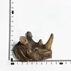 African rhinoceros head