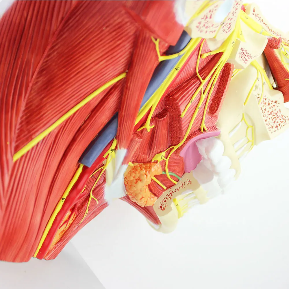 Head with Vessels Nerves Model