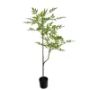 New nantianzhu green-110cm