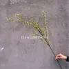 Fruta de acacia verde