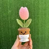 Tulipe rose