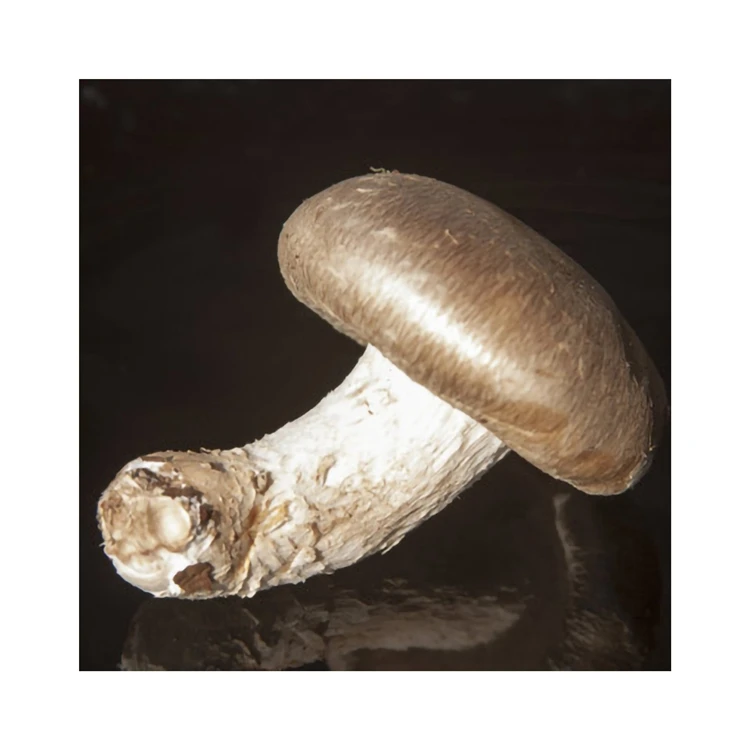 Traditional Crafts Wild Good Taste Brown Color Dried Shiitake Mushrooms 1kg Price For Daily Eating Food