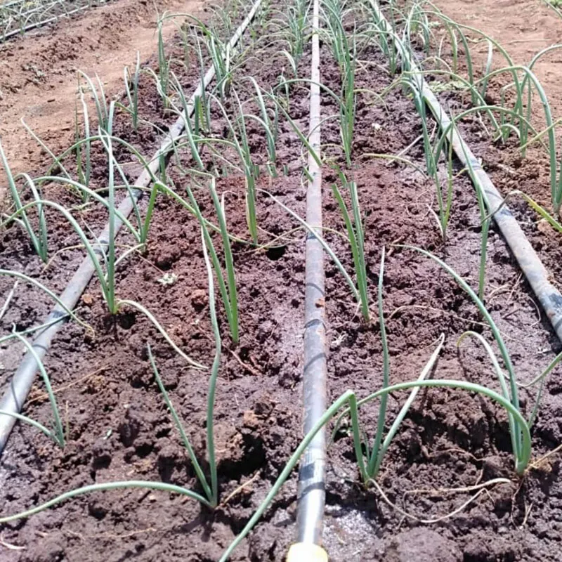 16mm System Flat Dripper Line Farm for Agriculture Drip Irrigation Tape 15 Hectare Drip Irrigation for Corn Onion