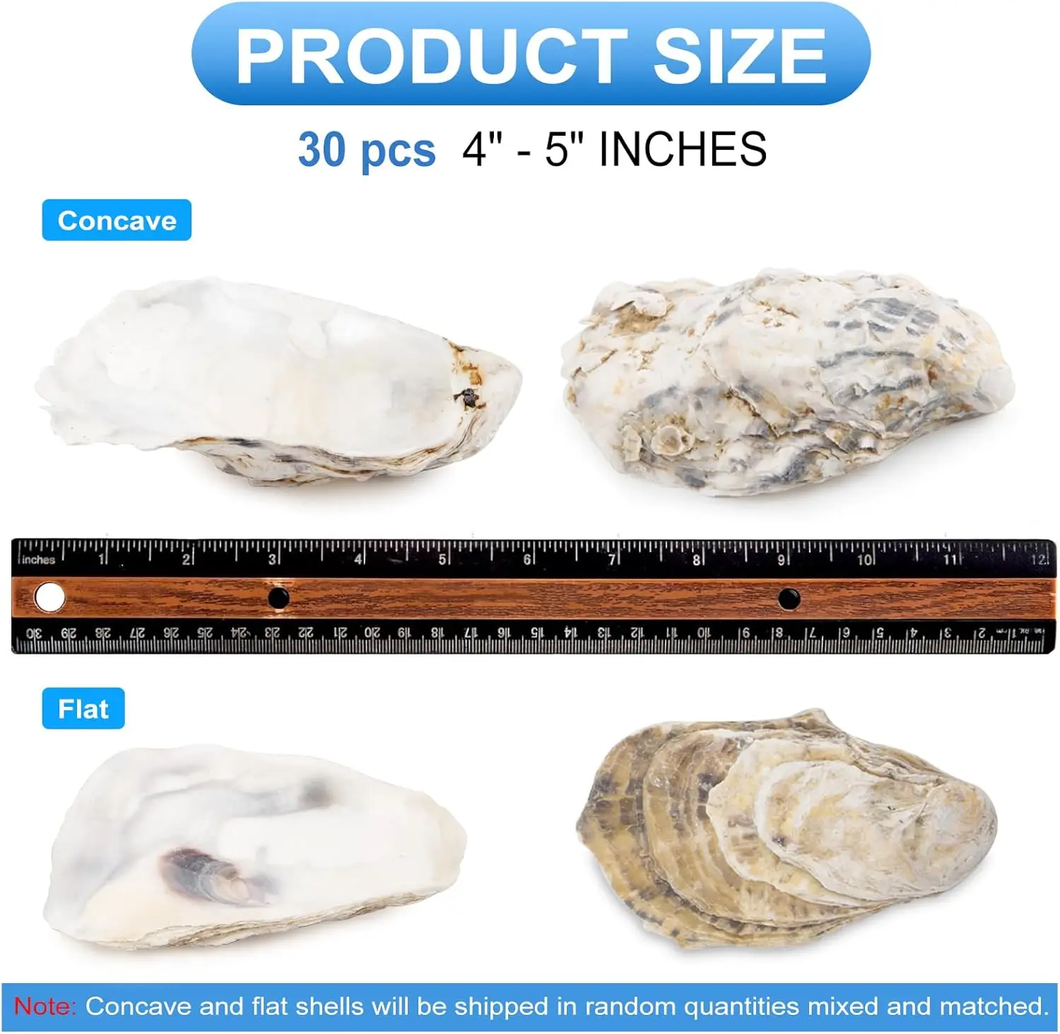 30pcs Oyster Shells with Pearl - Eco-Friendly Crafts DIY
