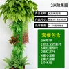 Eucalyptus Set D