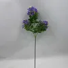 Petit violet