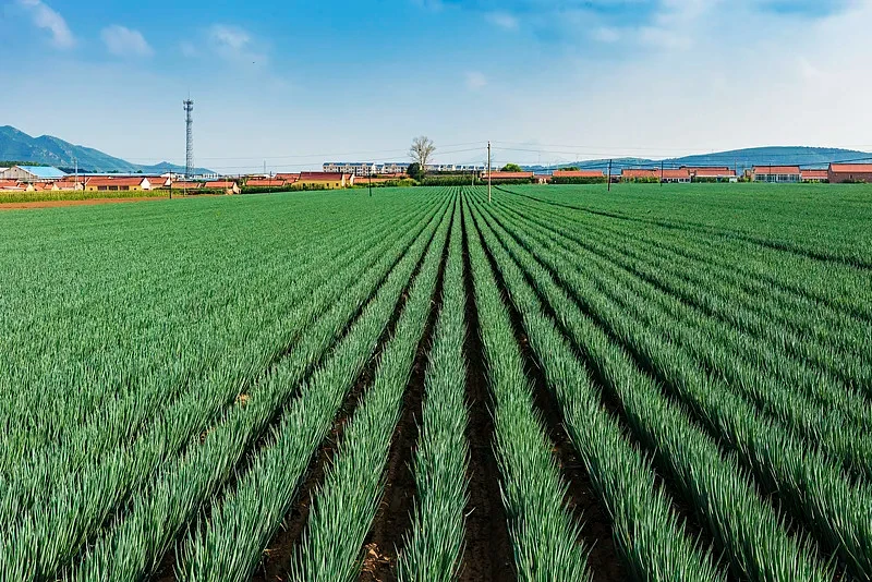 Dehydrated Shallot Bulk Supply | Wholesale Manufacturer Hdb8abfa3cbed4eb2bfe01941e04eec02j