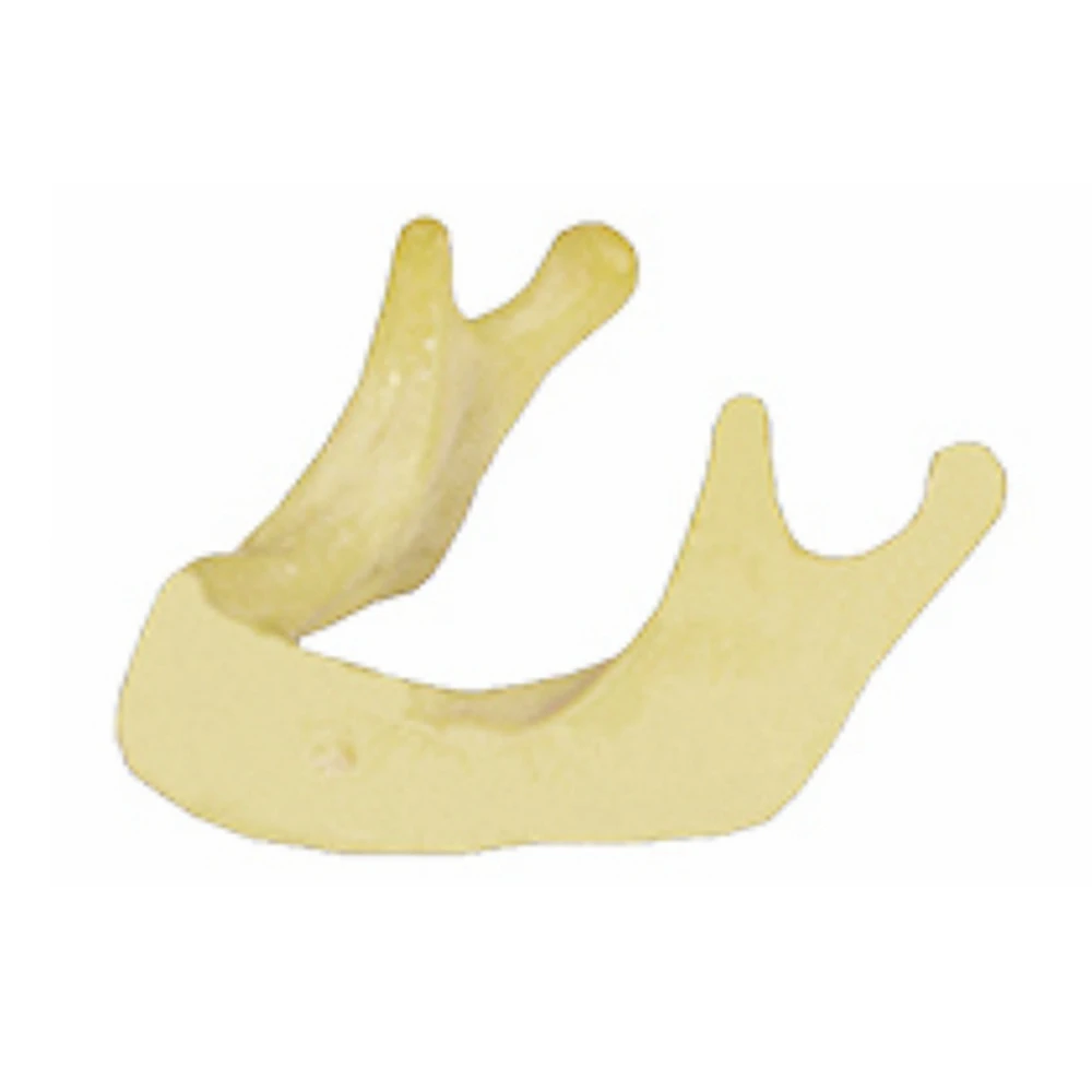 Dental Anatomically Bone Mandible Practice Model - Buy Dental Anatomy ...
