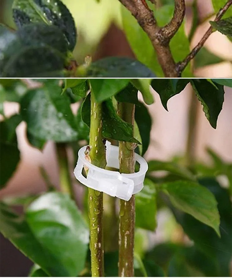 Vine hanging vine green plant vine fixation clip pepper eggplant fixer seedling plant clip details