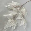Blanc, Feuille de fer à cheval