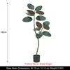 160cm Ficus elastica