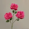 Rosa madeira