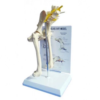 Dog Hip Joint Skeleton Medical anatomy anatomical models anatomical model animals free 3d animal model