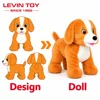 Dog / Orange & White