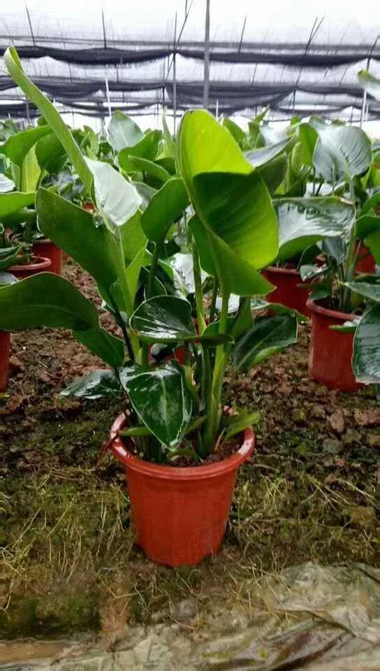 Завод рассады небо