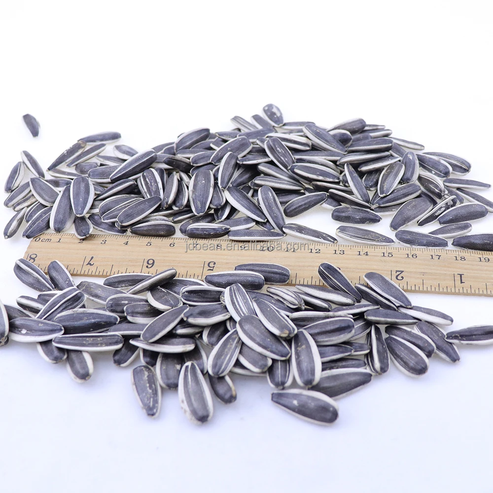 Sunflower Seed 361 363 5009 601 China Origin Bulk Sunflower Seed for Oil Jumbo Sunflower Seeds Raw
