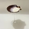 Concha de vieira reina blanca y negra con tallo de cristal