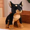 Doberman Pinscher
