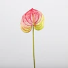 สีชมพู