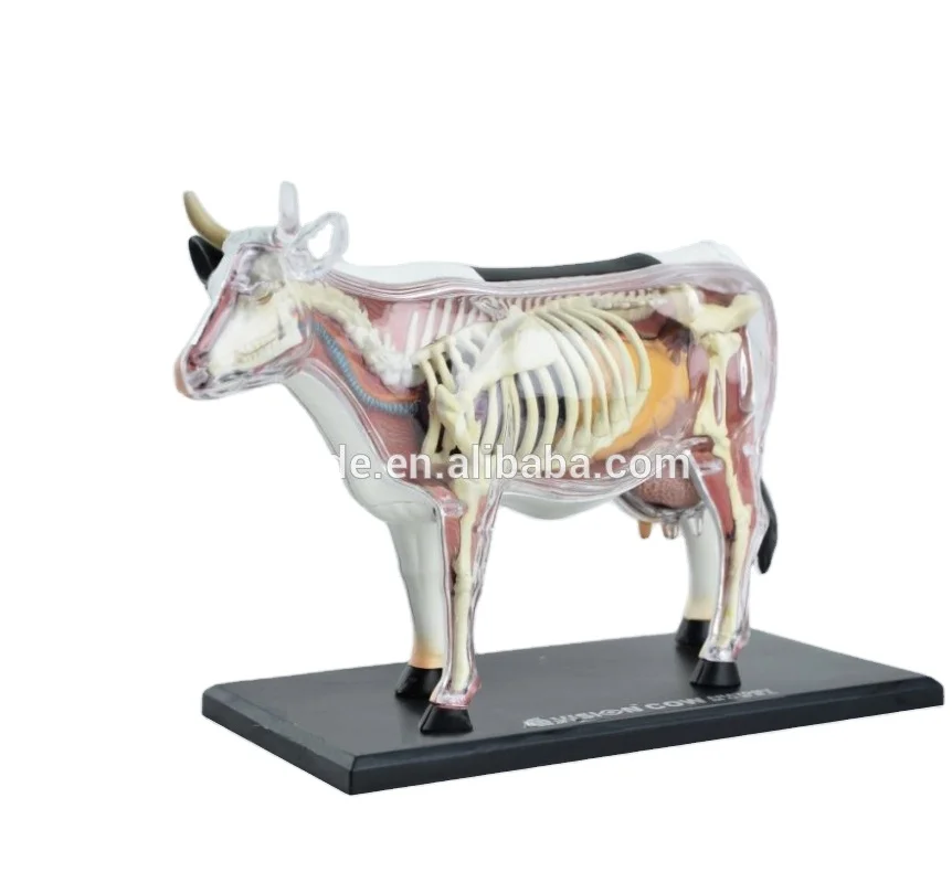 
V-AM048 4D мастер животное корова образец анатомическая модель для обучения 