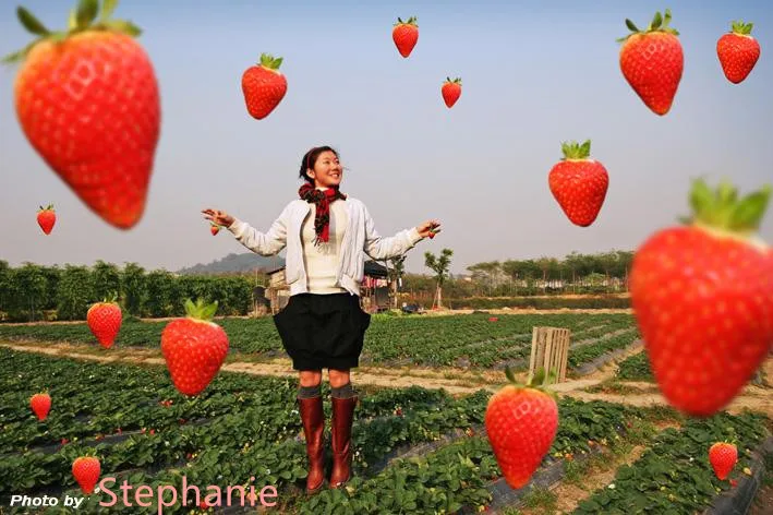 韩国护肤美白草莓24k黄金维c精华液 Buy 有机草莓血清 美白草莓保湿24k黄金血清 草莓护肤product On Alibaba Com