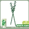 655078 eucalyptus