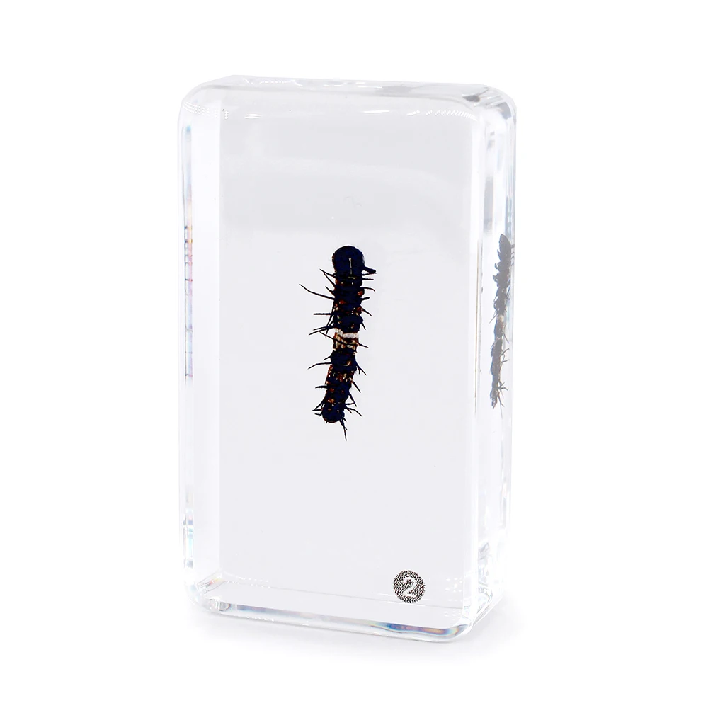 Butterfly Life Cycle Development Specimen Insect in Resin Science Learning Kit Set School Equipment