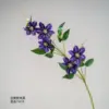 Deep purple clematis