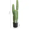 Set three monkeytail cactus small potted plants