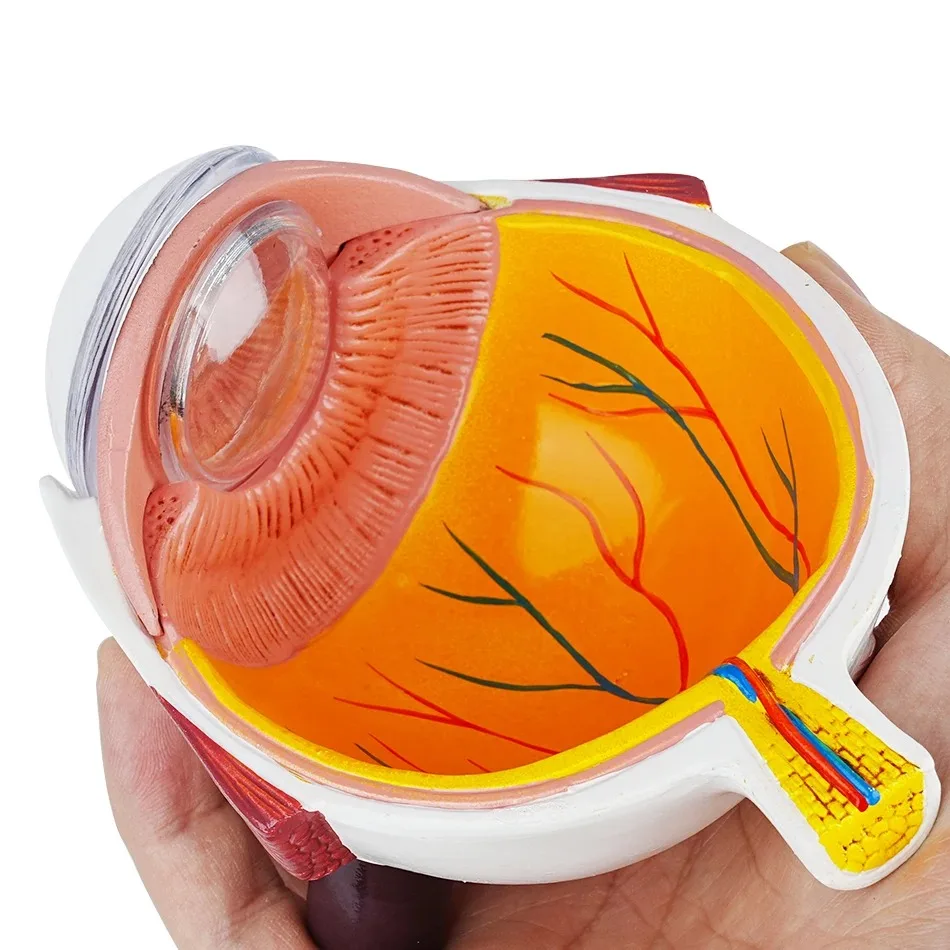 Ophthalmology Clinic Display Cornea Conditions Human Eye Demonstration Glaucoma Tool