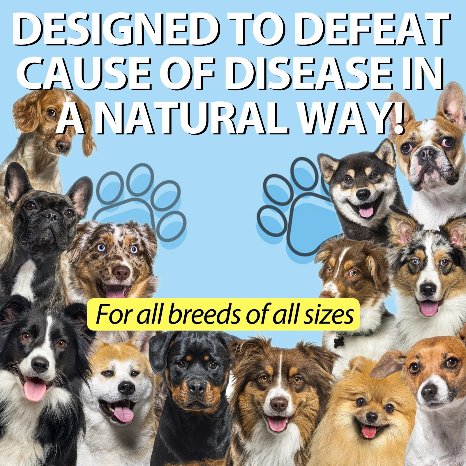 Allergy Itch Relief Dog Cough Suppressant Kennel Cough Treatment For