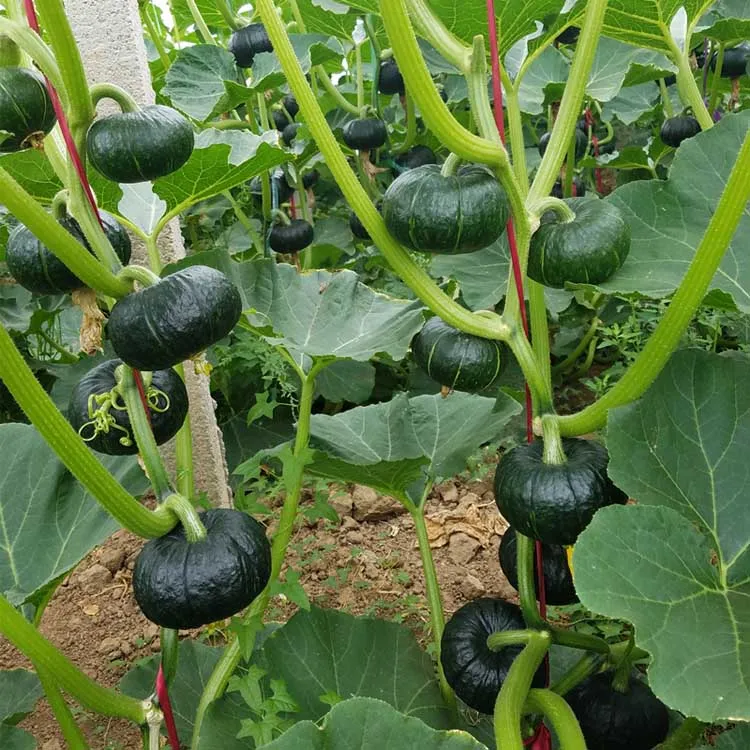 High Yield F1 Hybrid Vegetable Seeds Pumpkin Seeds Cucumber Cherry Tomato Pepper Seed