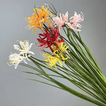 Lycoris.　0308 Hdc68d6ed1c6847a58e4cb73c0a23e